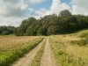 sdim1207