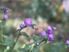sdim1210