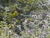 sdim1219