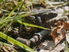sdim1223