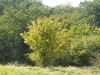 sdim1250