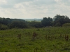 sdim1256
