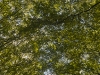 sdim1263