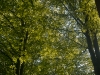sdim1265