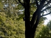 sdim1266