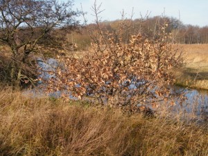 DSCF0575